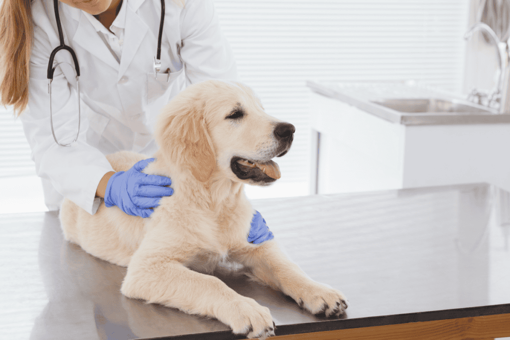 Veterinarian checking a golden retriever puppy before stem cell tissue collection