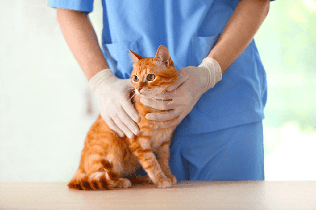 Veterinarian holding an orange tabby cat during a regenerative stem cell exam