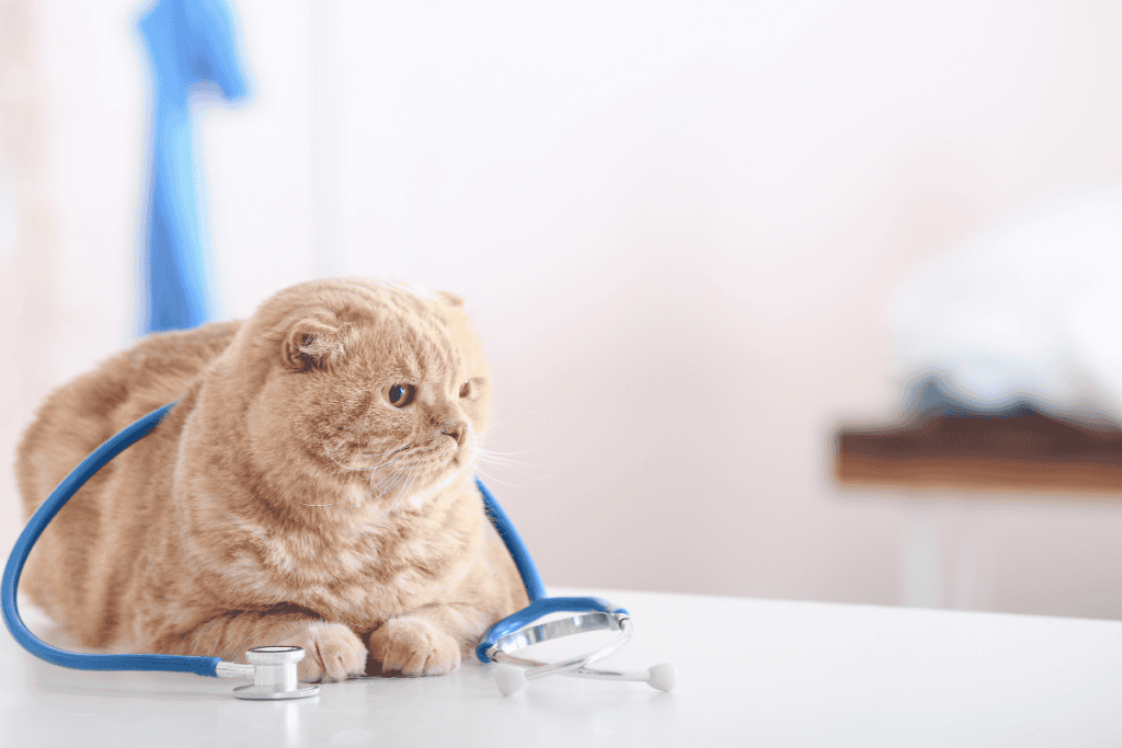 Senior cat resting at the vet after stem cell treatment for joint pain