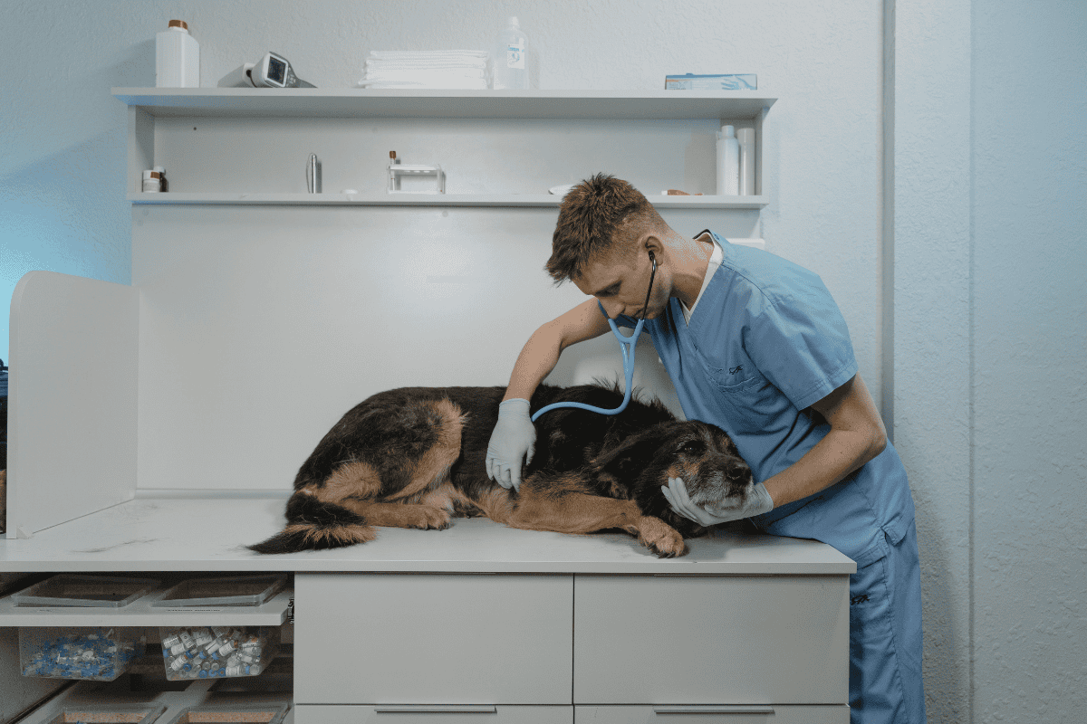 Young male veterinarian in blue scrubs examining large dog with stethoscope
