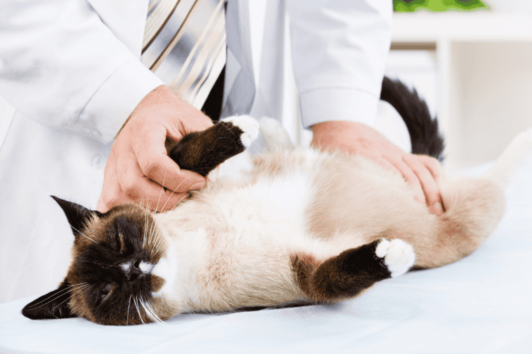 Veterinarian in white coat examining Siamese cat on table