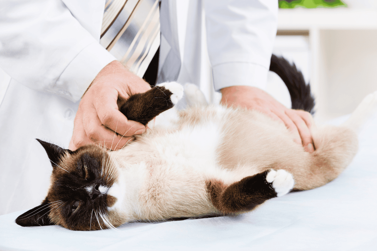 Veterinarian in white coat examining Siamese cat on table