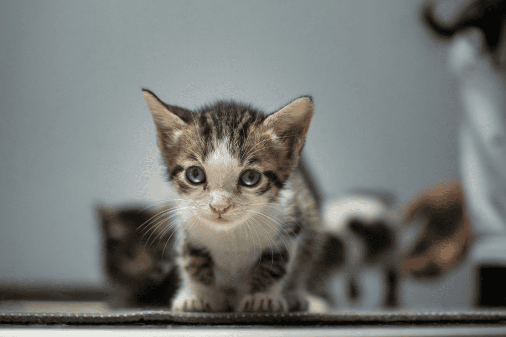 Tabby and white kitten with blue eyes on an exam table at a San Antonio pet clinic
