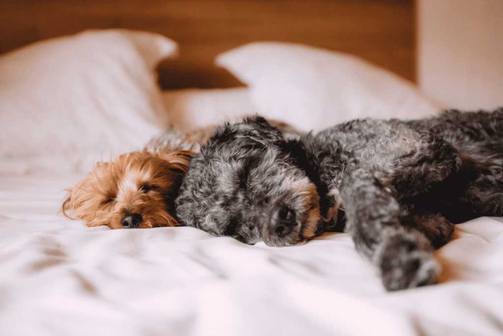 A Yorkie and a gray doodle napping peacefully together, relaxed and well cared for