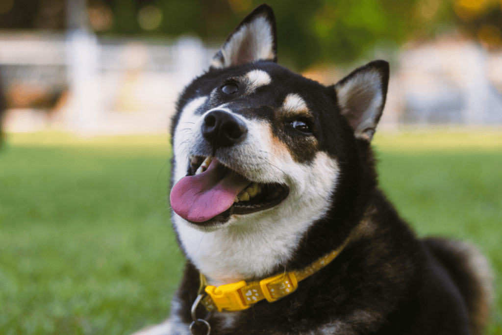 Happy healthy black and tan Shiba Inu wearing a yellow collar outdoors