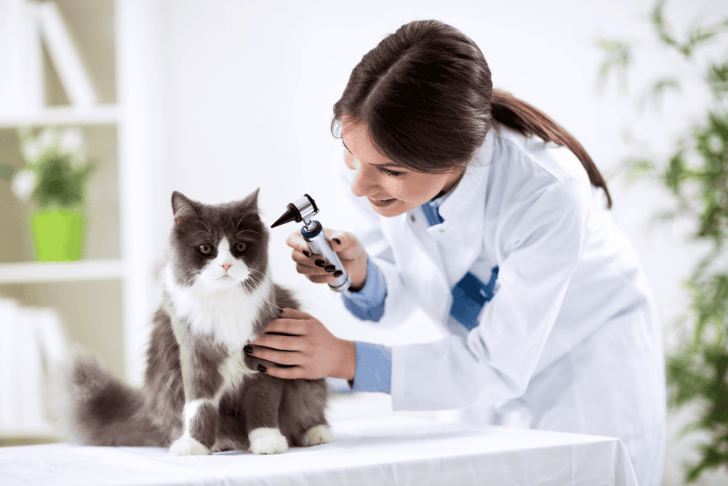 Veterinarian at Cutting Edge Pet Clinic giving a long-haired gray and white cat a wellness exam