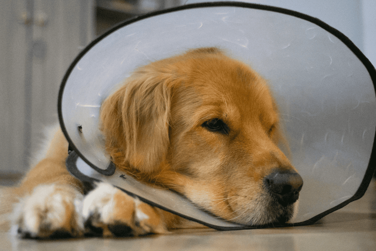 Golden retriever wearing clear plastic recovery cone lying on floor