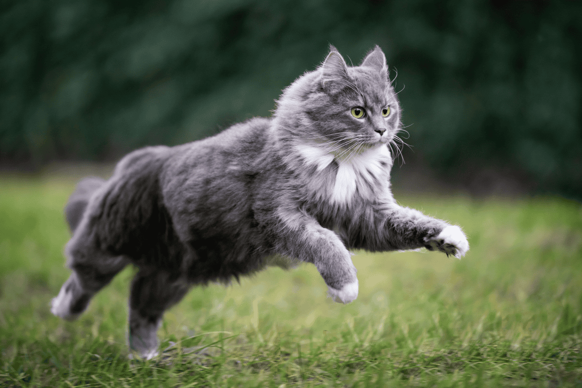 Grey and white long-haired cat running and jumping on green grass