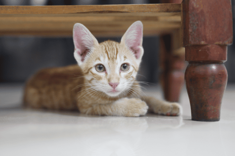 Orange tabby kitten lying on floor near wooden table leg