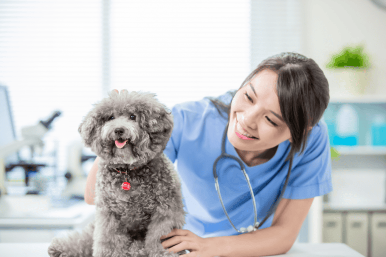 Female veterinarian in blue scrubs smiling and holding small grey poodle