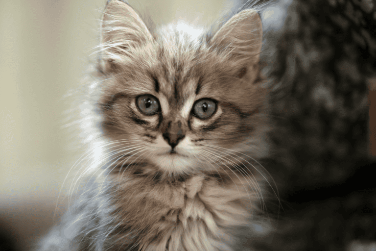 Fluffy tabby kitten with large round eyes looking at camera