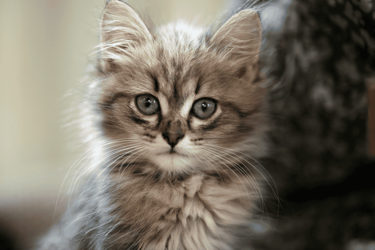 Fluffy tabby kitten with large round eyes looking at camera